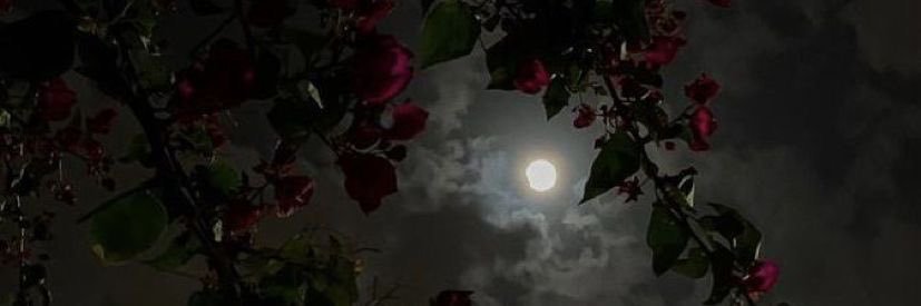 Allie ⋆. 𐙚 ˚ banner