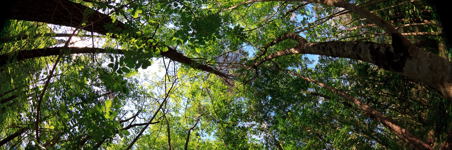 Centre for Forest Protection's banner
