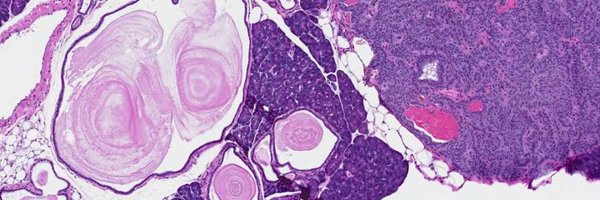 WasylishenLab Profile Banner