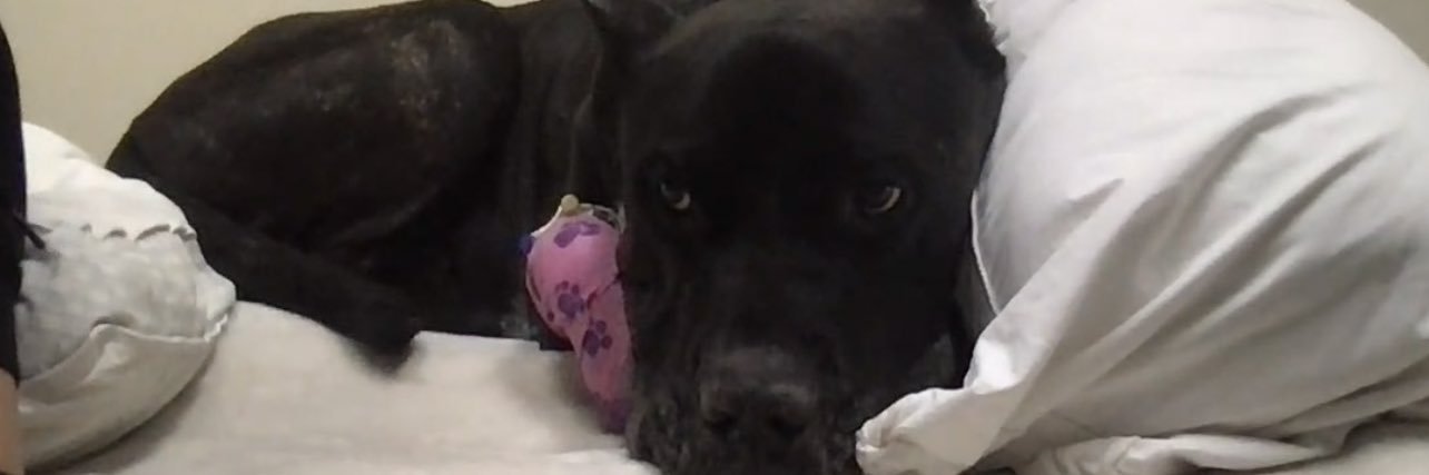 RgThisRgThat's profile banner image