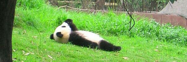 Lexie B.Goode 🐼 banner