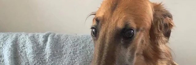 goobunfiltered's profile banner image