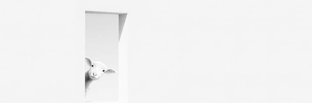 Paanyht's profile banner image