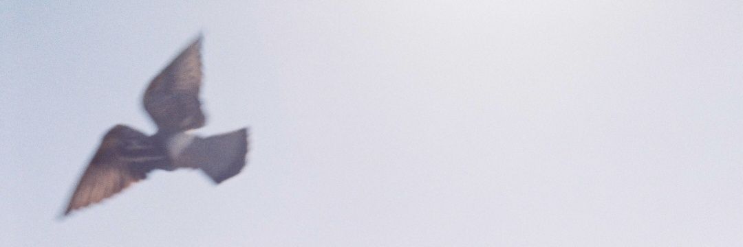 。フェンネル's banner