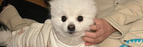 Christine_Pann's profile banner image