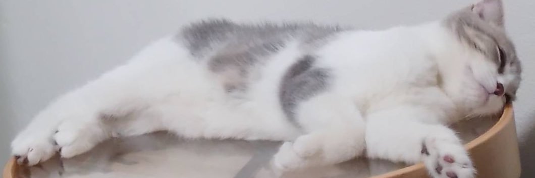 ccitycat_ banner