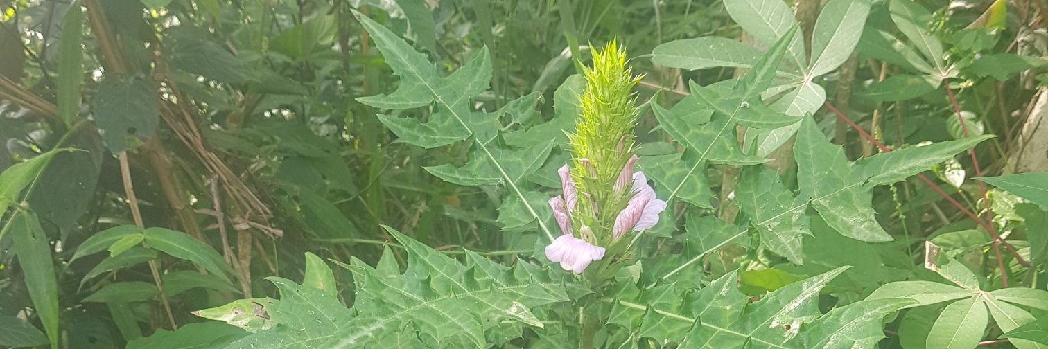 Jerry Anigbo π banner