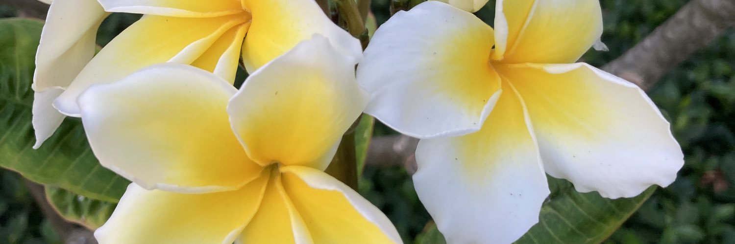 danessa's profile banner image