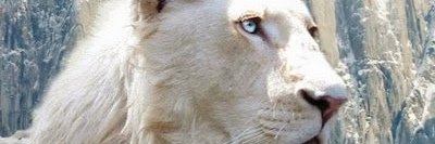 Dauren Joy Мекебаев banner