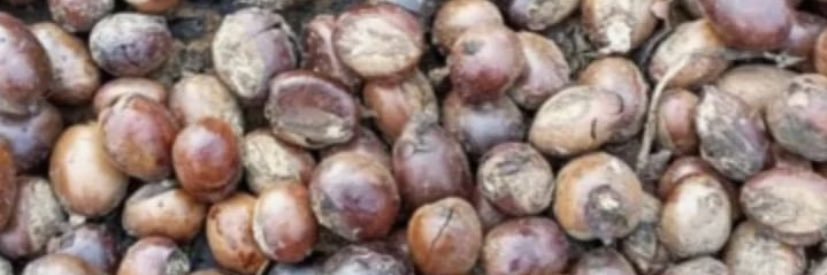 Christian Chuma banner