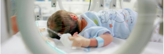 WHEAT International banner