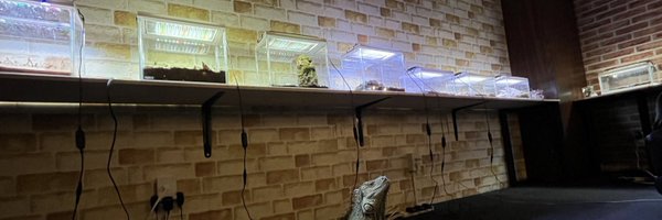 rebel_reptilia Profile Banner