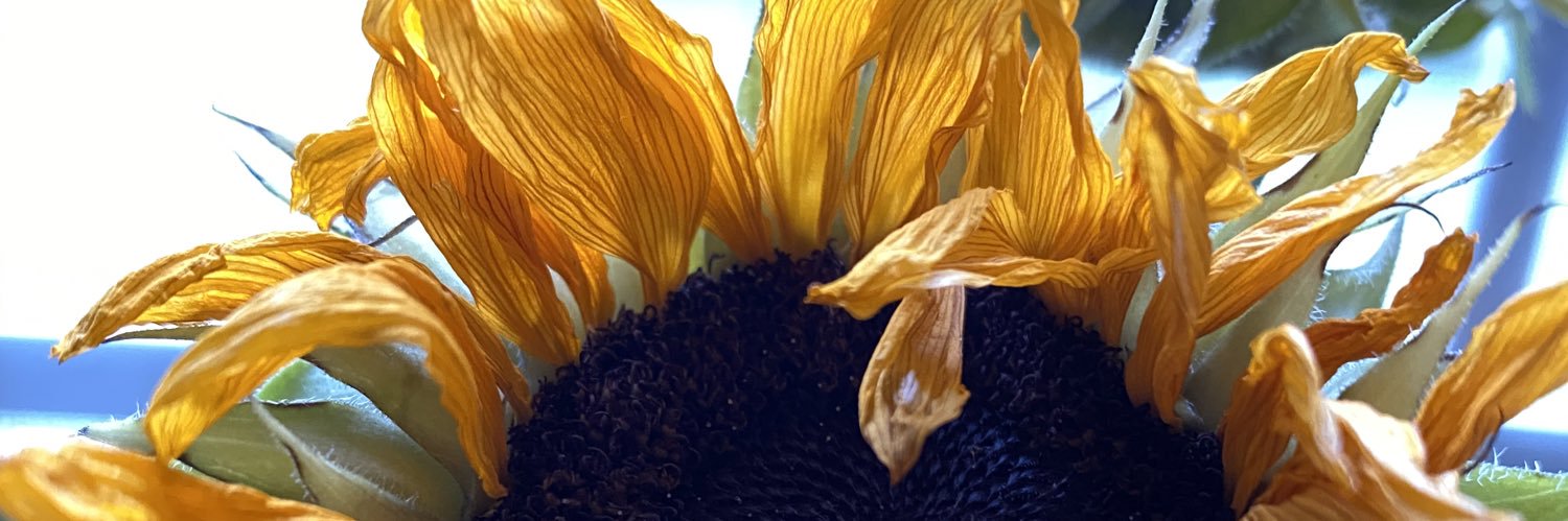 loribow's profile banner image