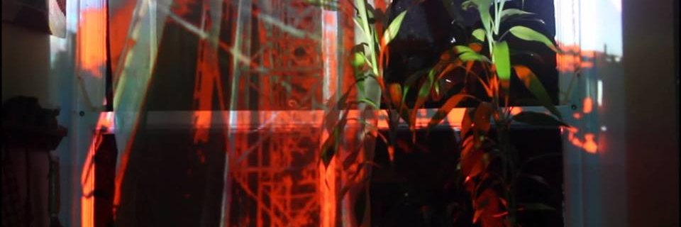 Liberated Words banner