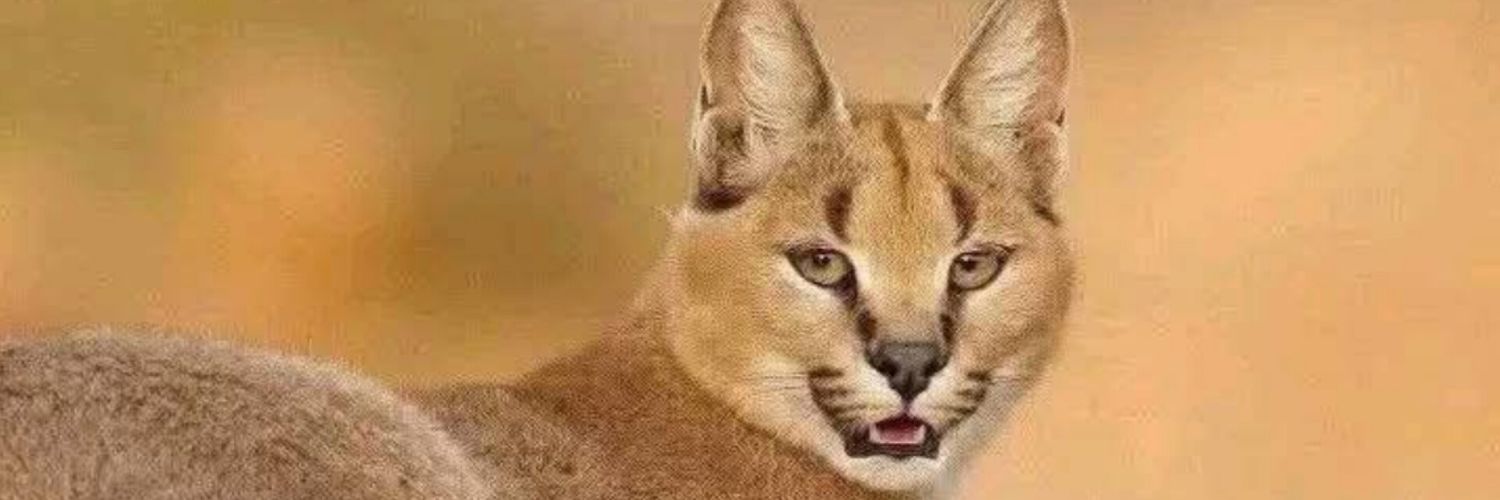 AlphaNumericX banner