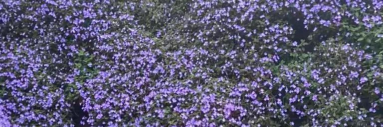PuteriAllisha's profile banner image