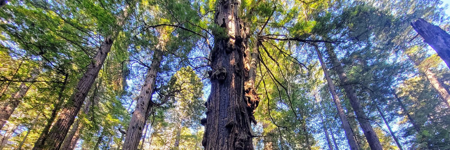 Ben Wilkinson banner