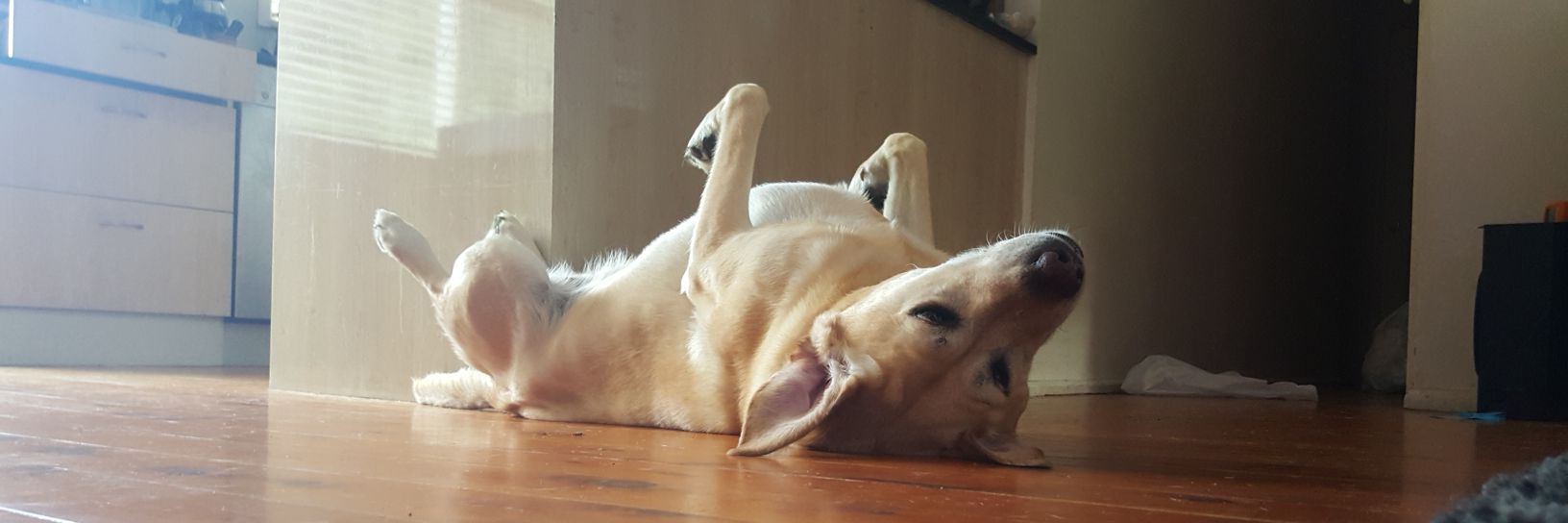 Fuck Elon. Find me at; @biggie@aus.social banner