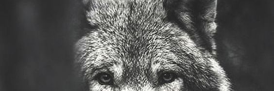 alfaerol's profile banner image