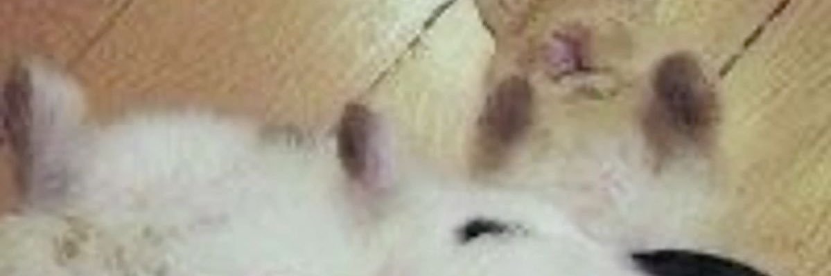 . banner