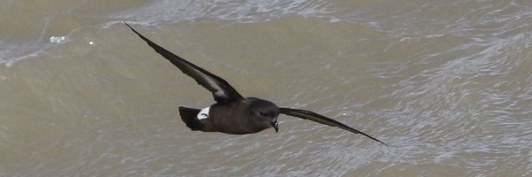 Robs Birding Profile Banner