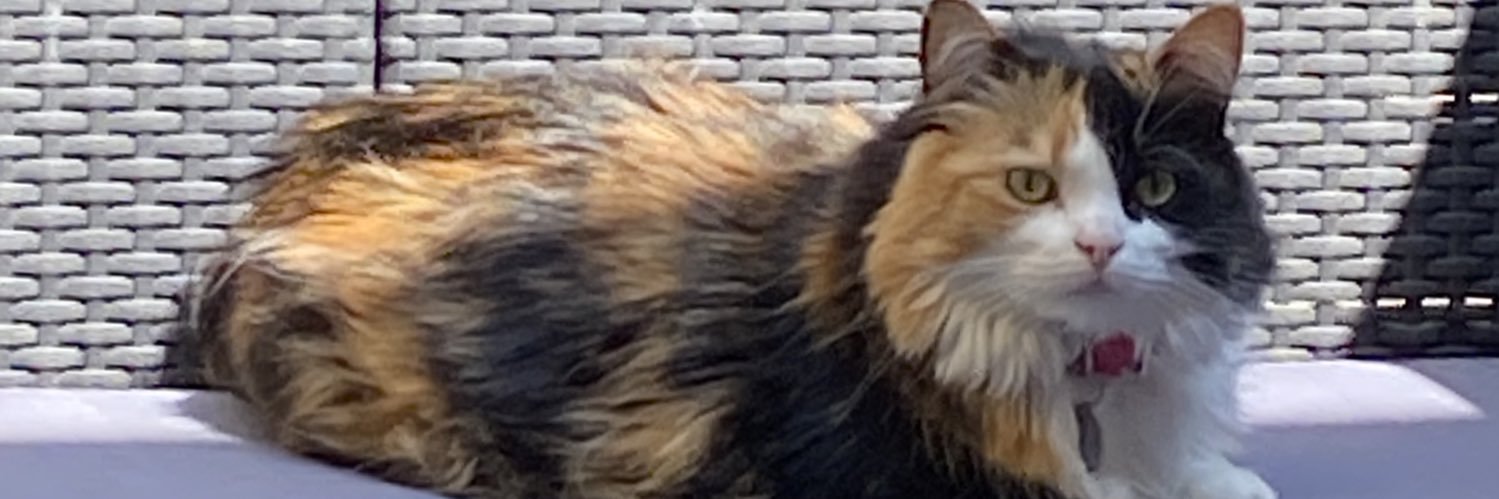 JuzyBatt's profile banner image