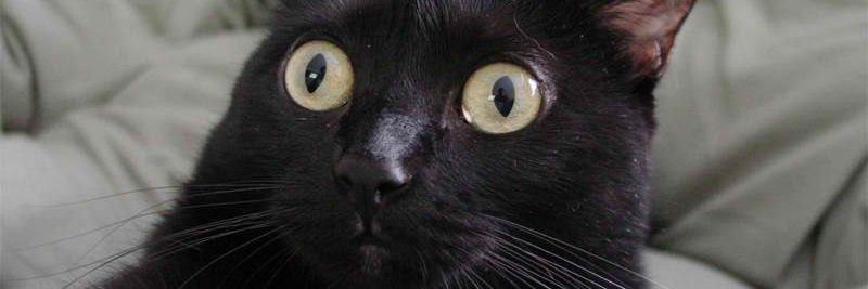 LottoCats | Minting Meow! banner