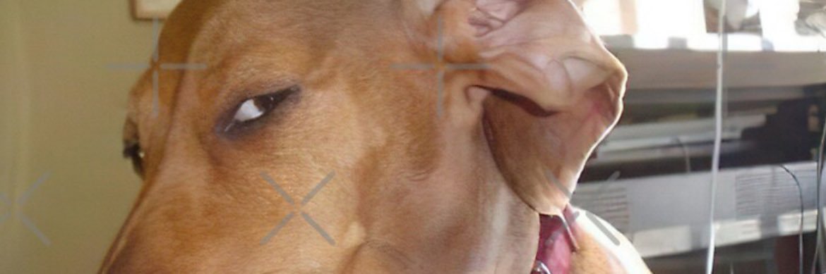 Observer banner