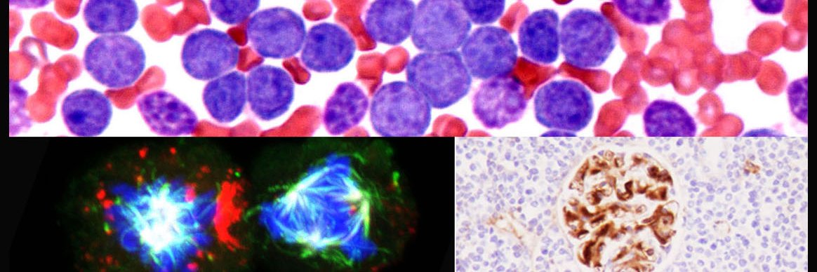 Zapata lab IIBm banner