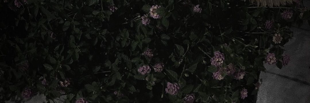 Fxnzonn banner