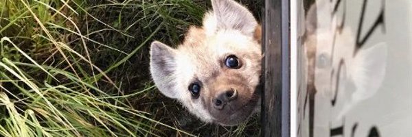 ShangoYeen Profile Banner