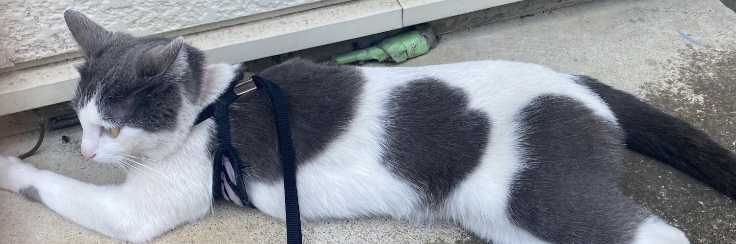 ねこぉ🐈🐈‍⬛ banner