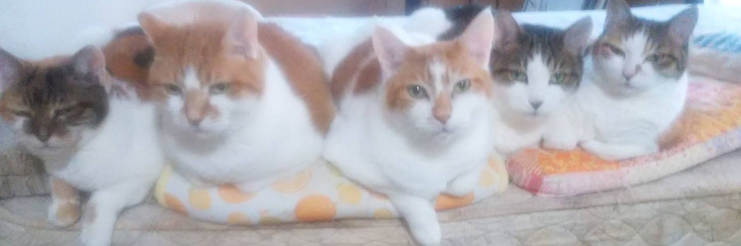 Haru-nyanでふ〜 😻猫好きオヂサン👨‍🦱でふニャン𓃰⋆⋆ꔛ♥ banner