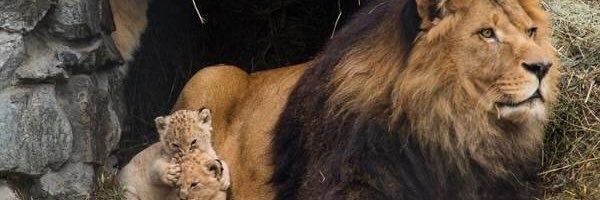 naitsirc____'s profile banner image