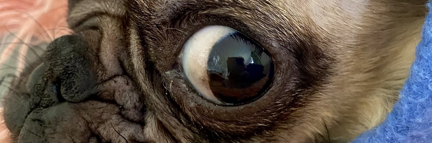 pugrescuevic's profile banner image