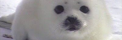 jubicuinho🦭 banner