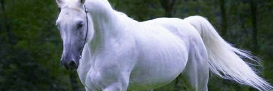 torrfer's profile banner image