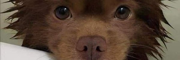 SNOWDR0P2 Profile Banner