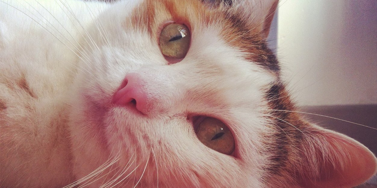 CatLucy5's profile banner image