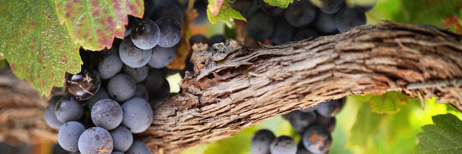 🍇INNO'VIN🍷 banner