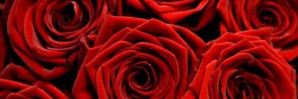 linus2920 Profile Banner