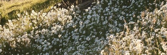 Isabel banner