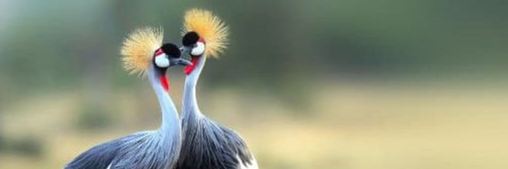 IMMY THE SCIENTIST 🥼 banner