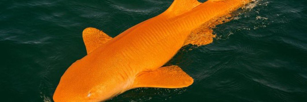 Ronald J. Mockingbird banner