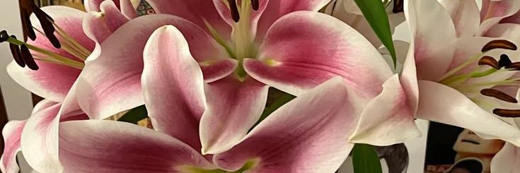 byelle banner