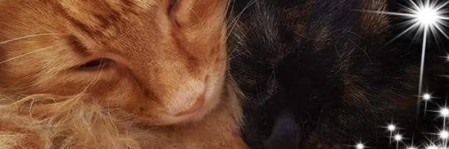 kittycoco67's profile banner image