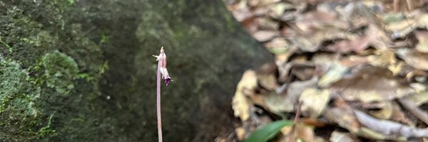 KusanoUeki Profile Banner