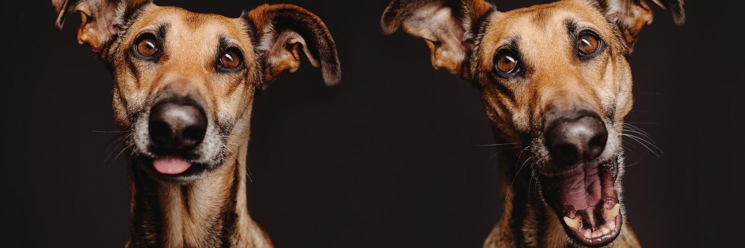 rospi's profile banner image