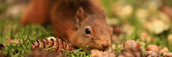 eden_reds Profile Banner