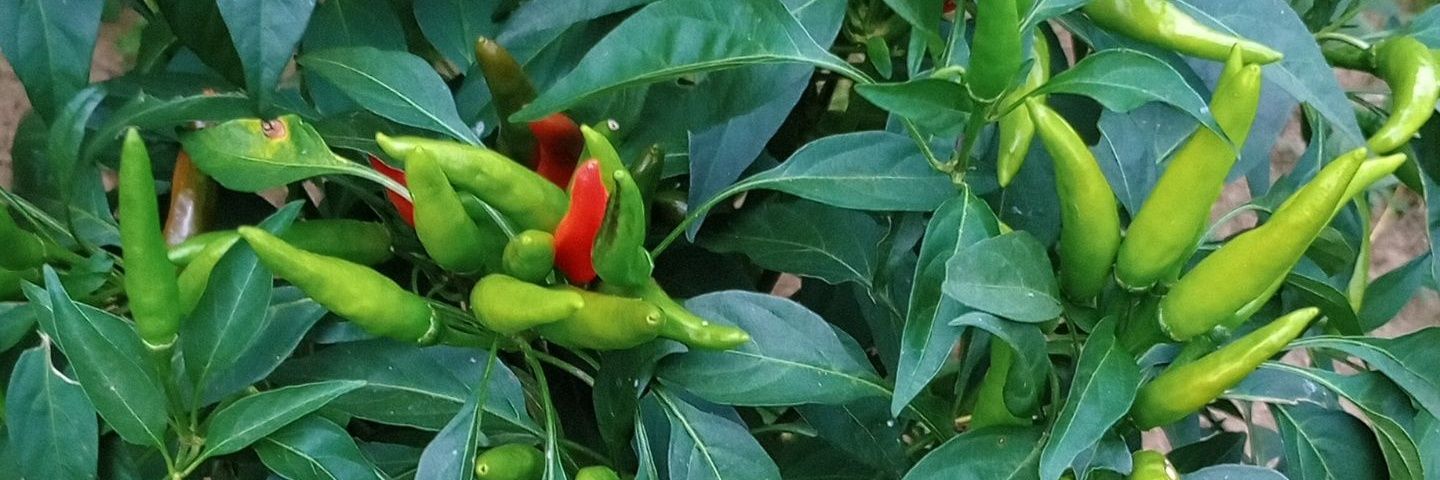 🌿 The Grower 🪴 banner
